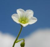 Saxifraga cespitosa. Цветок. Подмосковье, г. Одинцово, придомовый цветник. Май 2016 г.