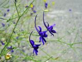 Delphinium divaricatum