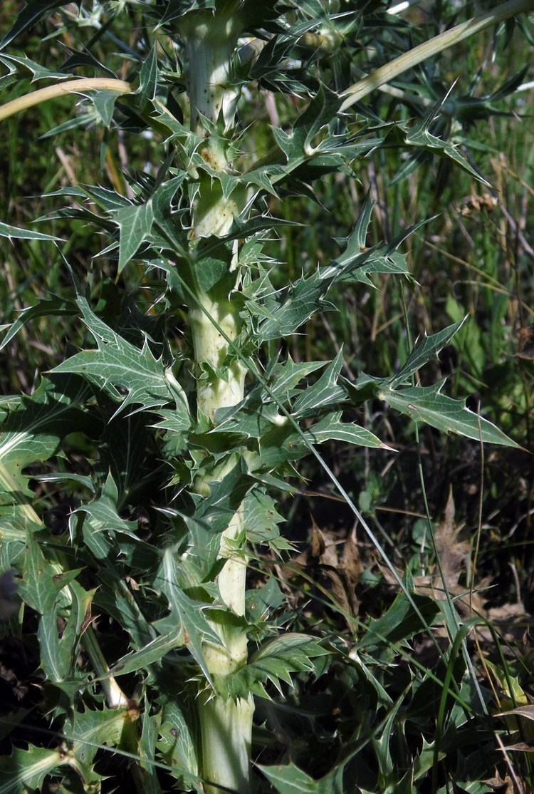 Image of Eryngium campestre specimen.