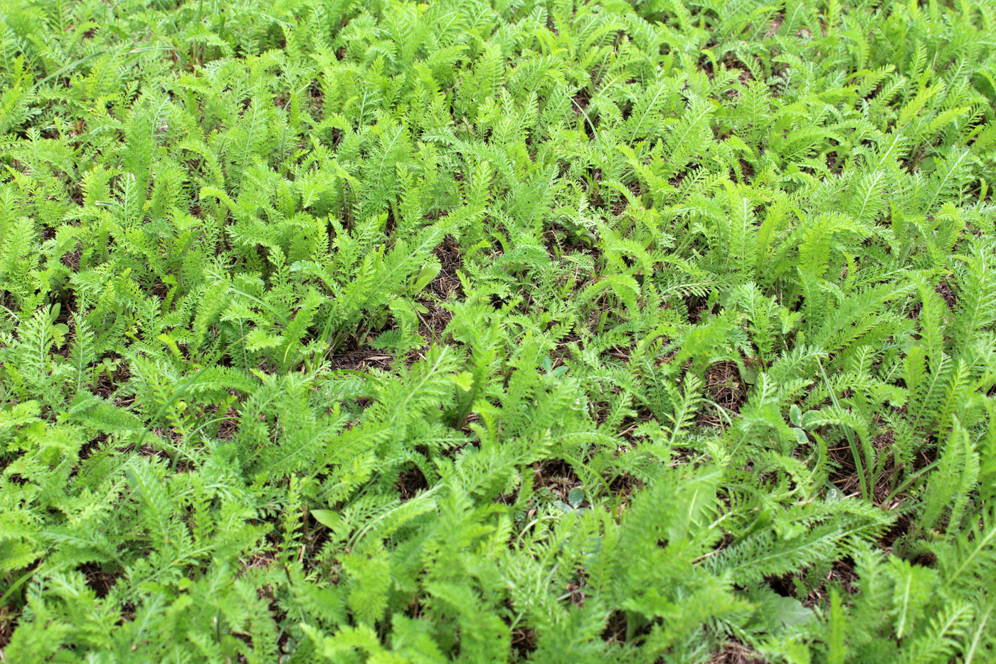 Image of Achillea millefolium specimen.