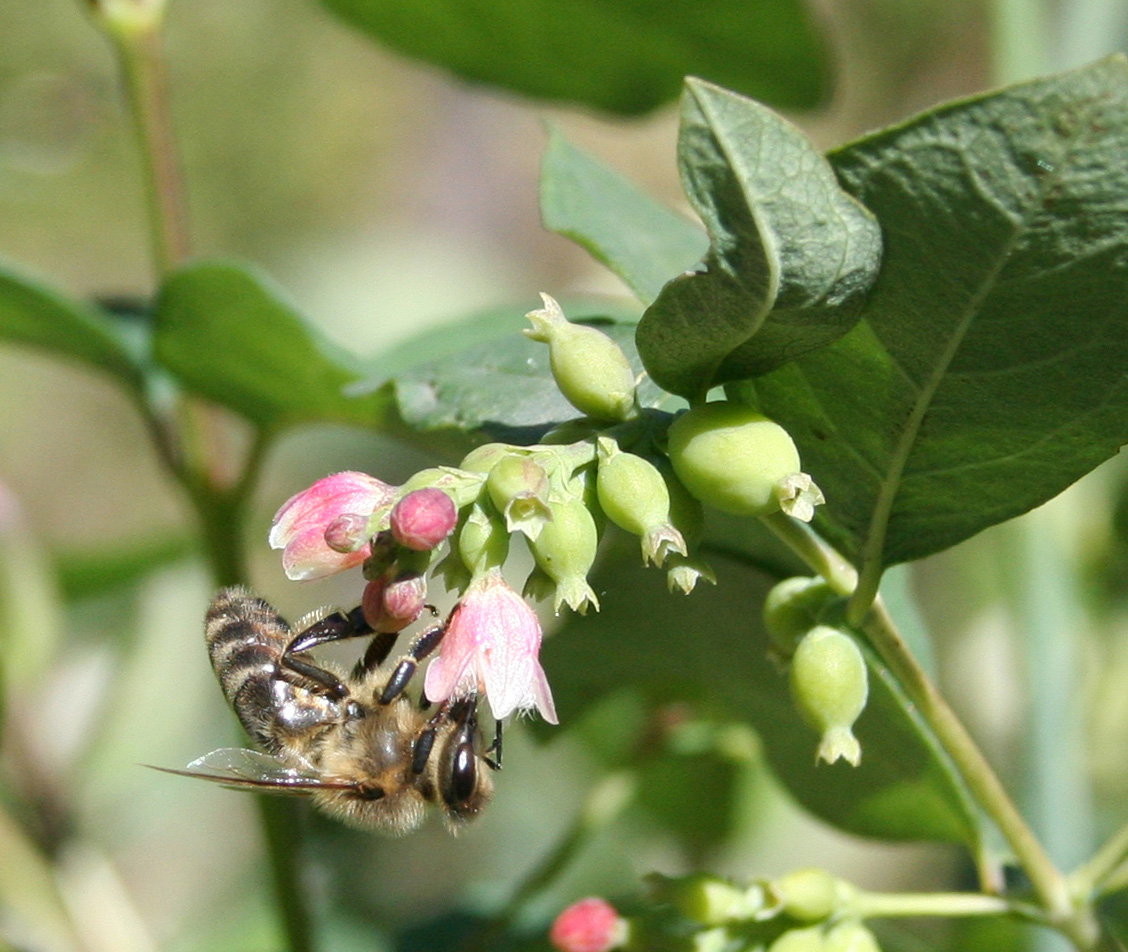 Image of Symphoricarpos albus var. laevigatus specimen.