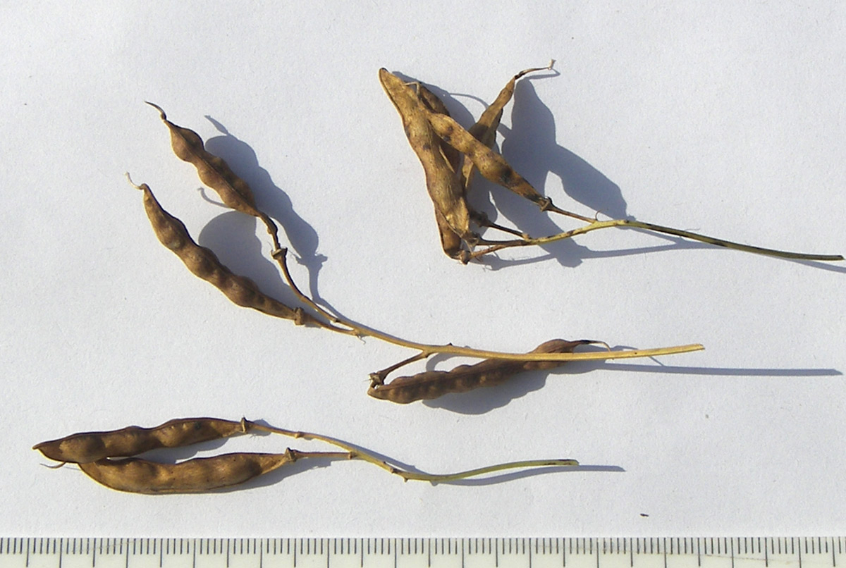 Image of Lathyrus tuberosus specimen.