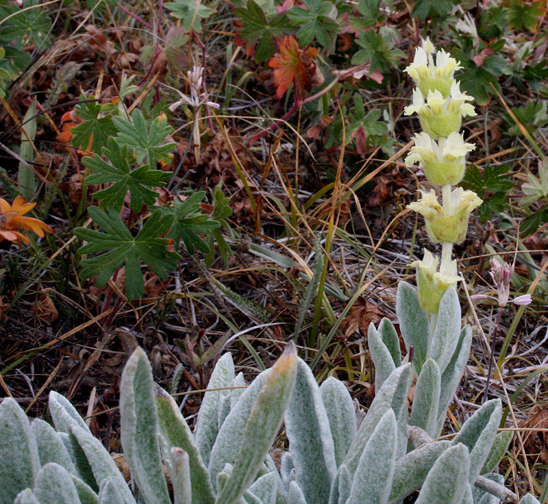 Image of Sideritis catillaris specimen.