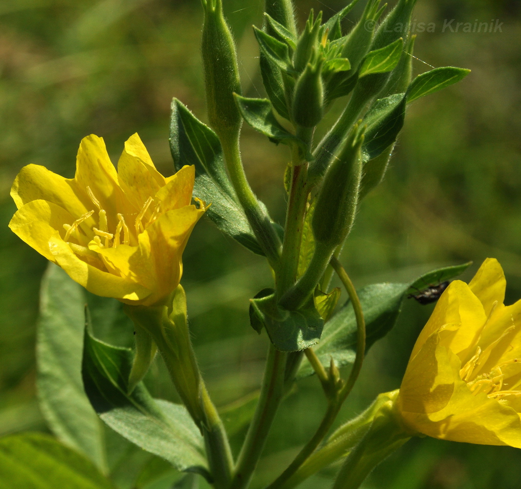 Image of genus Oenothera specimen.