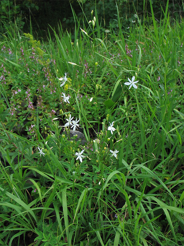 Image of Anthericum ramosum specimen.