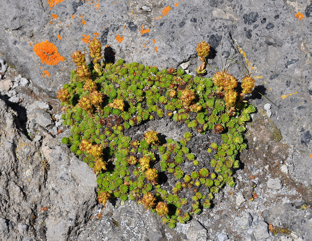 Image of Saxifraga scleropoda specimen.