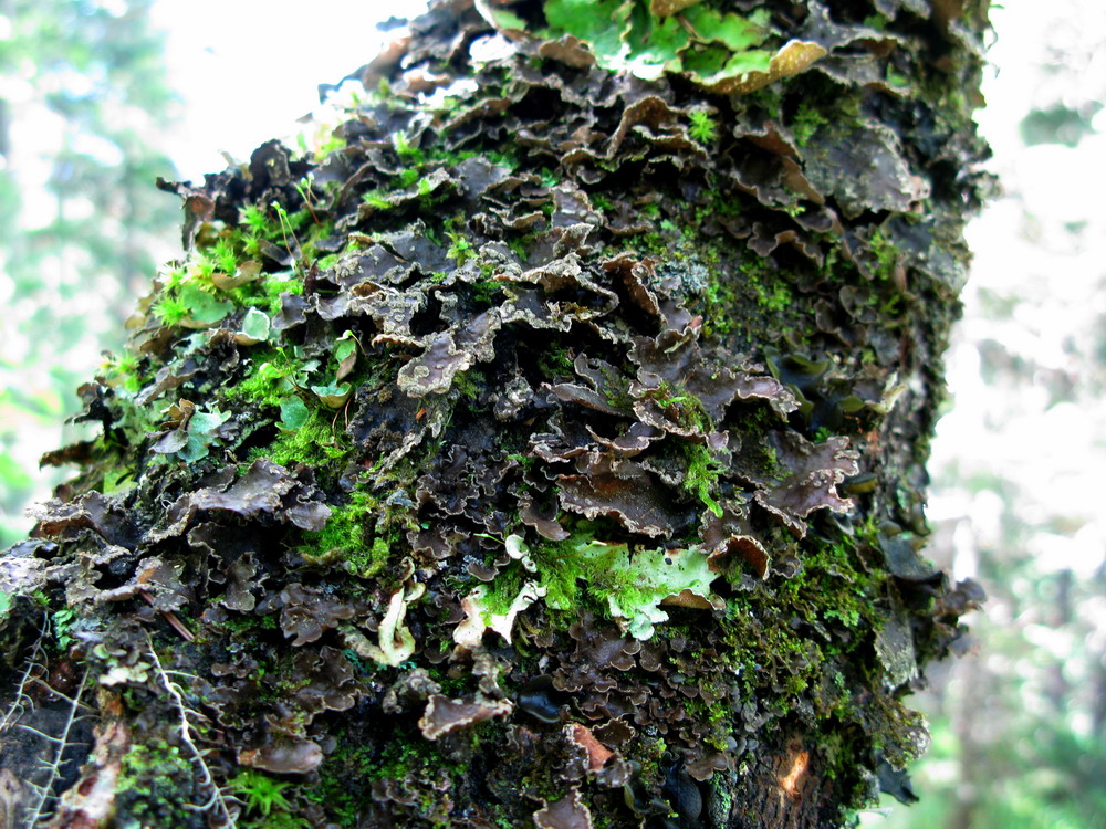 Image of Sticta limbata specimen.