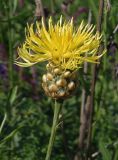 Centaurea orientalis. Соцветие. Украина, Запорожский р-н, Дурная балка, разнотравная степь. 07.06.2016.