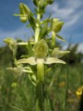 Platanthera chlorantha. Часть соцветия. ФРГ, земля Северный Рейн-Вестфалия, р-н Ойскирхен, окр. г. Бад-Мюнстерайфель, разнотравный луг. 29 мая 2010 г.