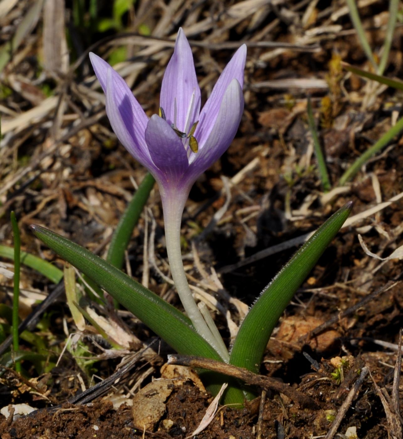 Изображение особи Colchicum doerfleri.