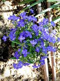 Lobelia erinus