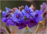 Pulmonaria mollis