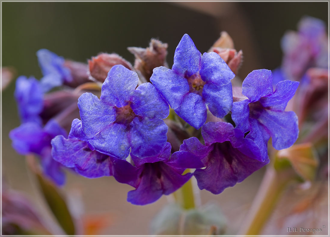 Изображение особи Pulmonaria mollis.