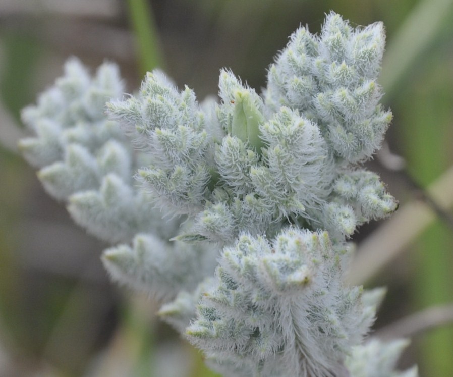 Image of Glaucium flavum specimen.