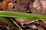Carex brevicollis. Нижняя сторона листа. Молдова, Кишинев, Ботанический сад АН Молдовы. 10.04.2017.