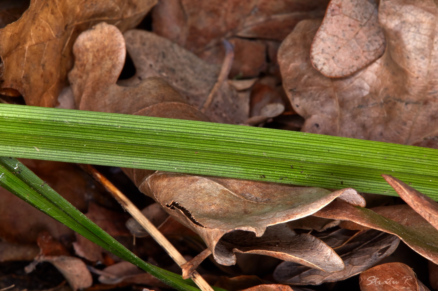 Image of Carex brevicollis specimen.