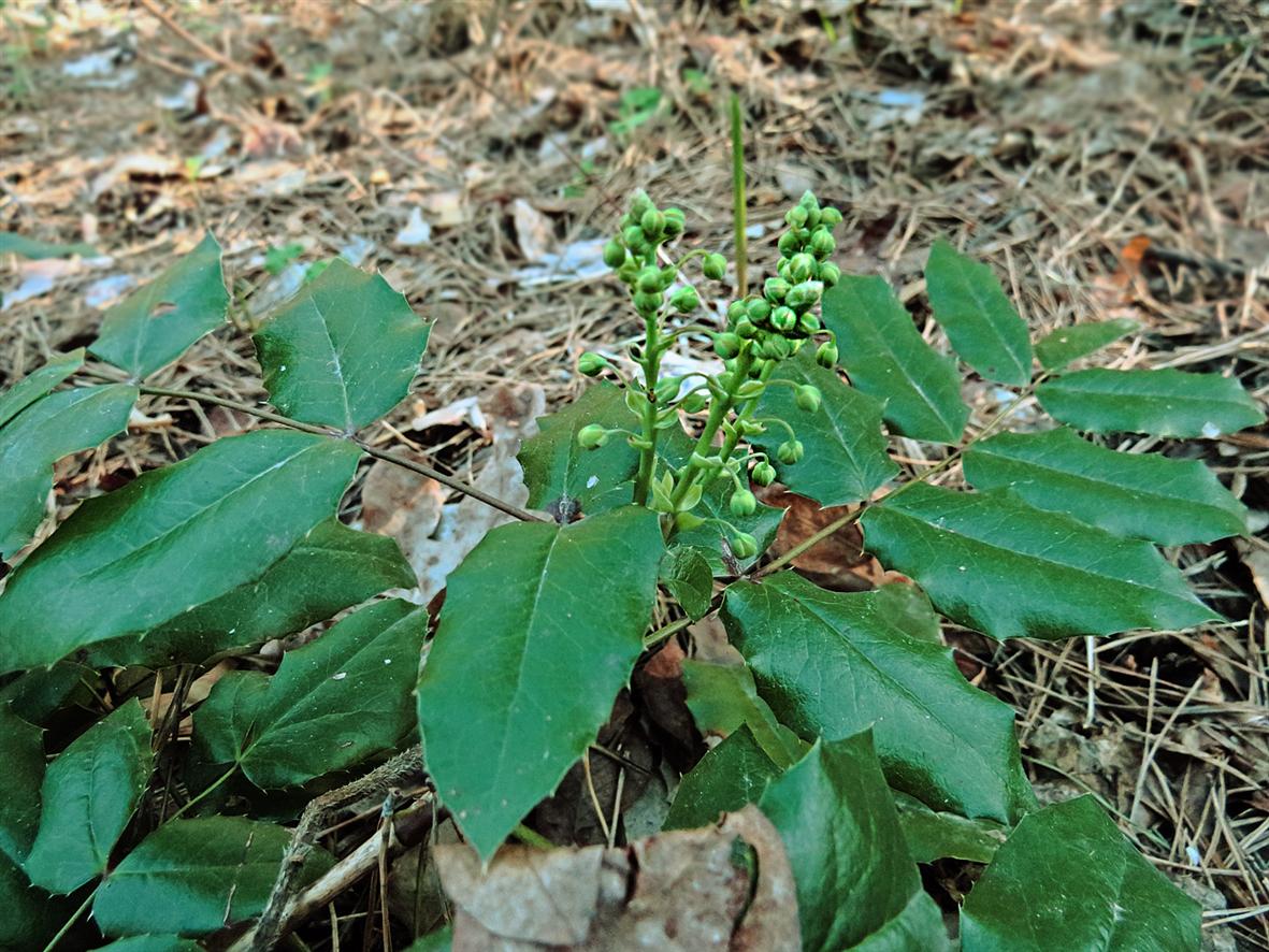 Image of Mahonia repens specimen.