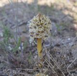 Orobanche crenata