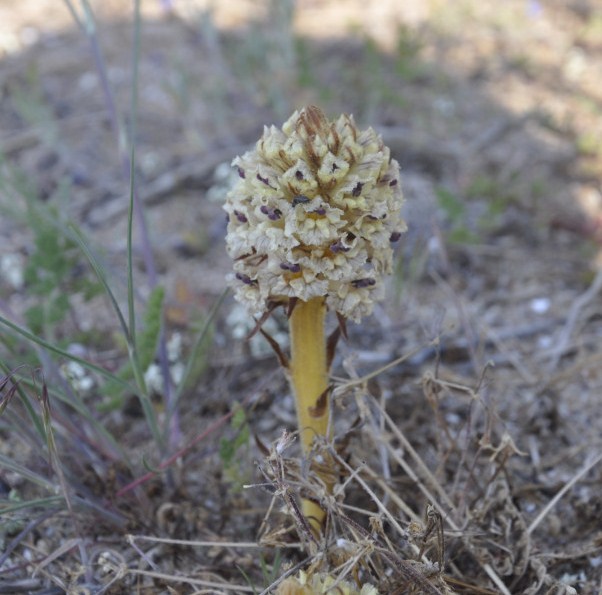 Image of Orobanche crenata specimen.