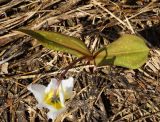 Erythronium sibiricum. Пёстрые листья цветущего растения. Восточный Казахстан, Глубоковский р-н, окр. с. Тарханка, южный склон сопки. 25.04.2017.