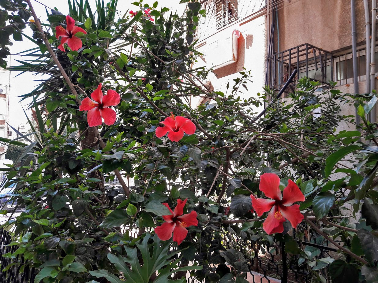 Изображение особи Hibiscus rosa-sinensis.