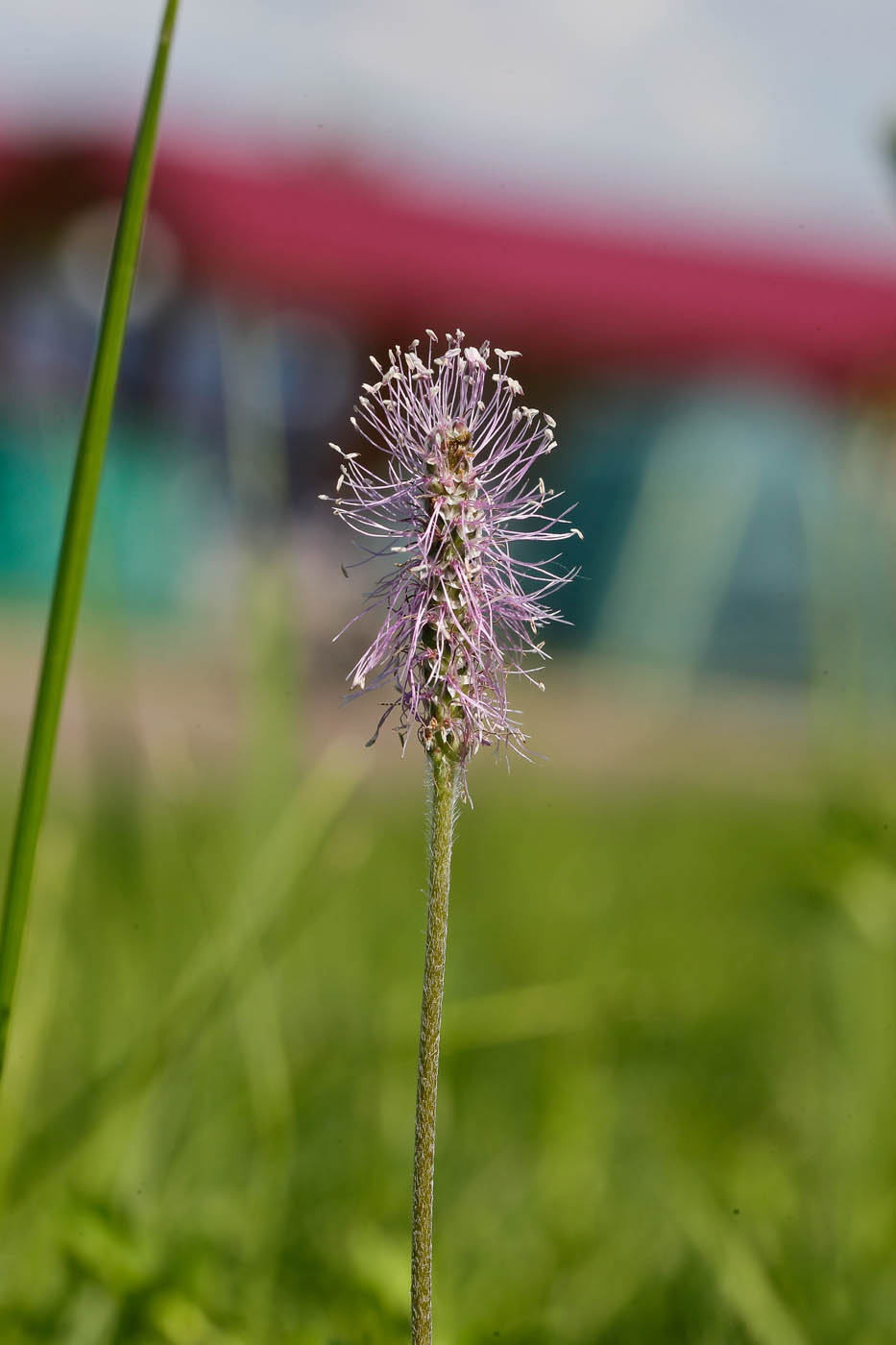 Изображение особи Plantago media.