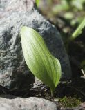 Fritillaria camschatcensis. Молодое растение (самосев). Мурманск, МАГУ, в культуре на клумбе. 01.07.2017.