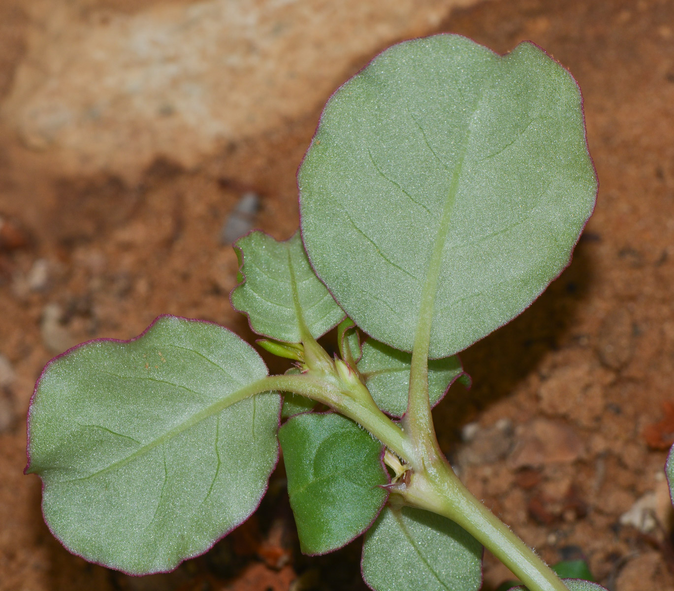 Image of Trianthema portulacastrum specimen.