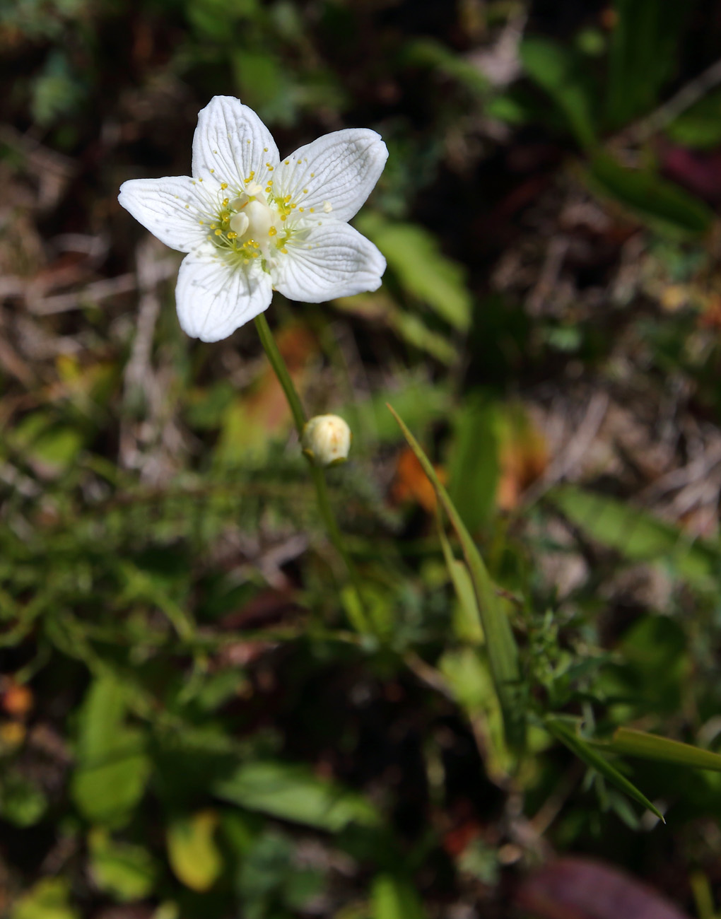 Image of Parnassia palustris specimen.