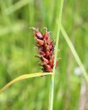 Carex melanostachya