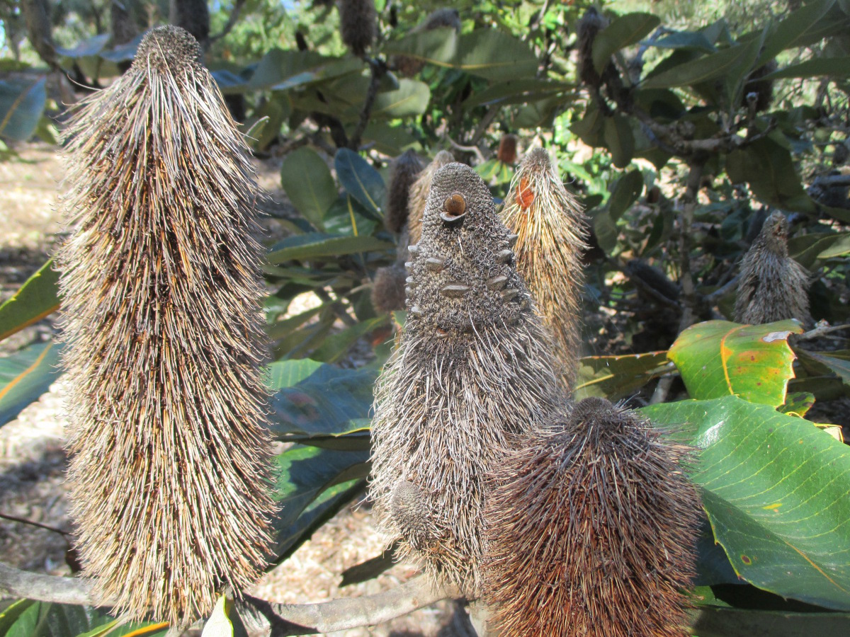 Image of Banksia robur specimen.