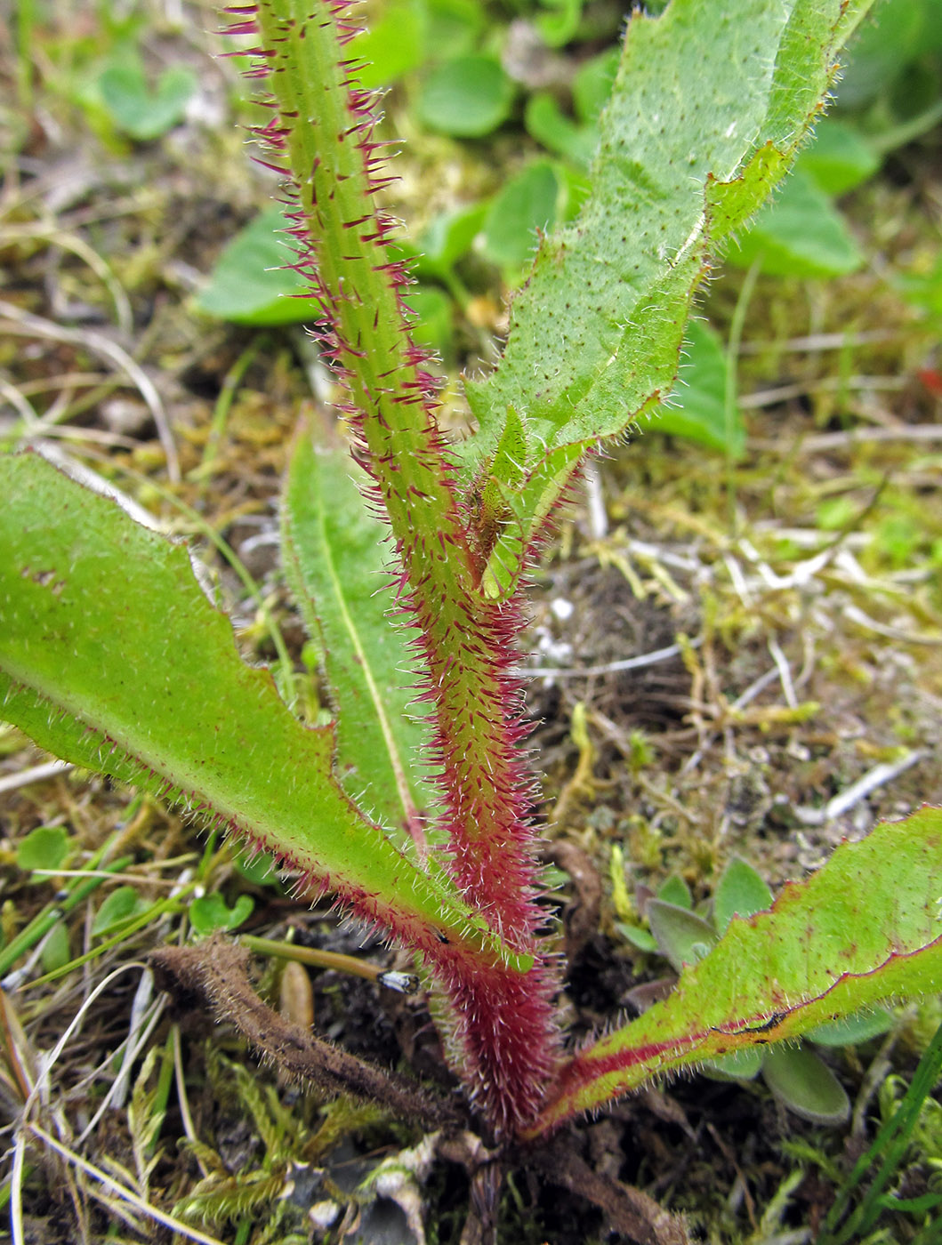 Image of Picris kamtschatica specimen.