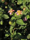 Lantana camara