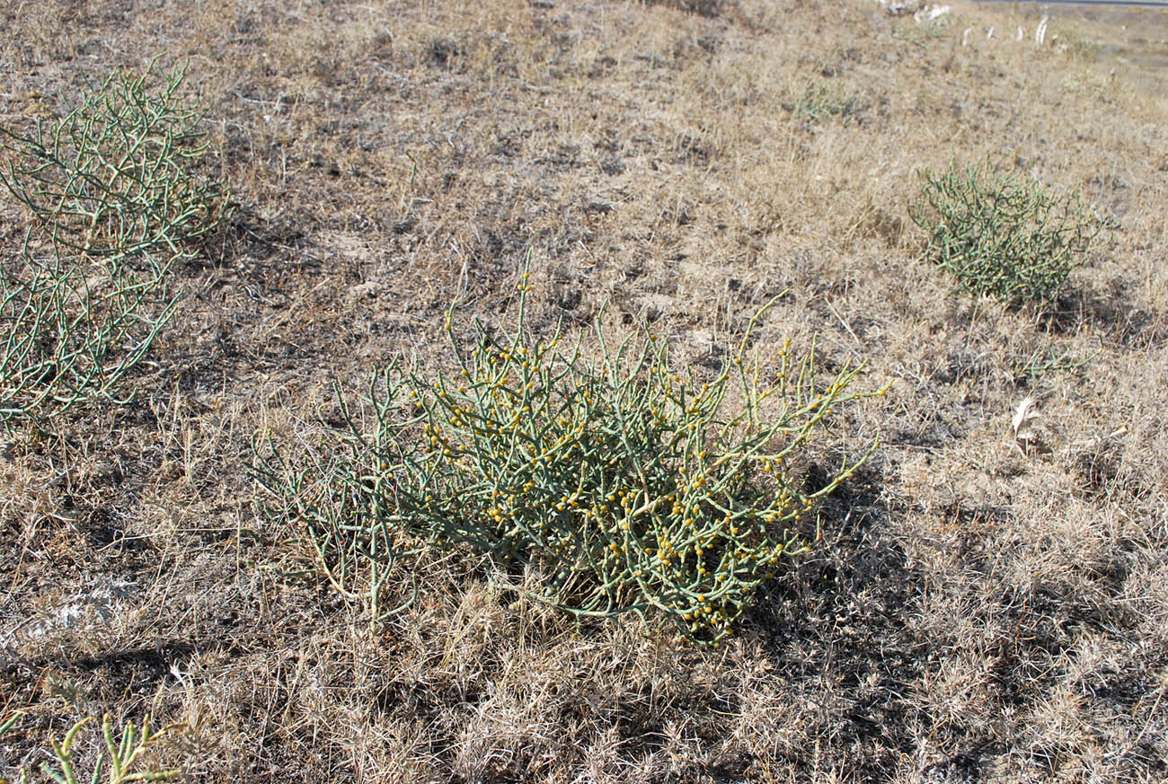 Image of Anabasis ferganica specimen.