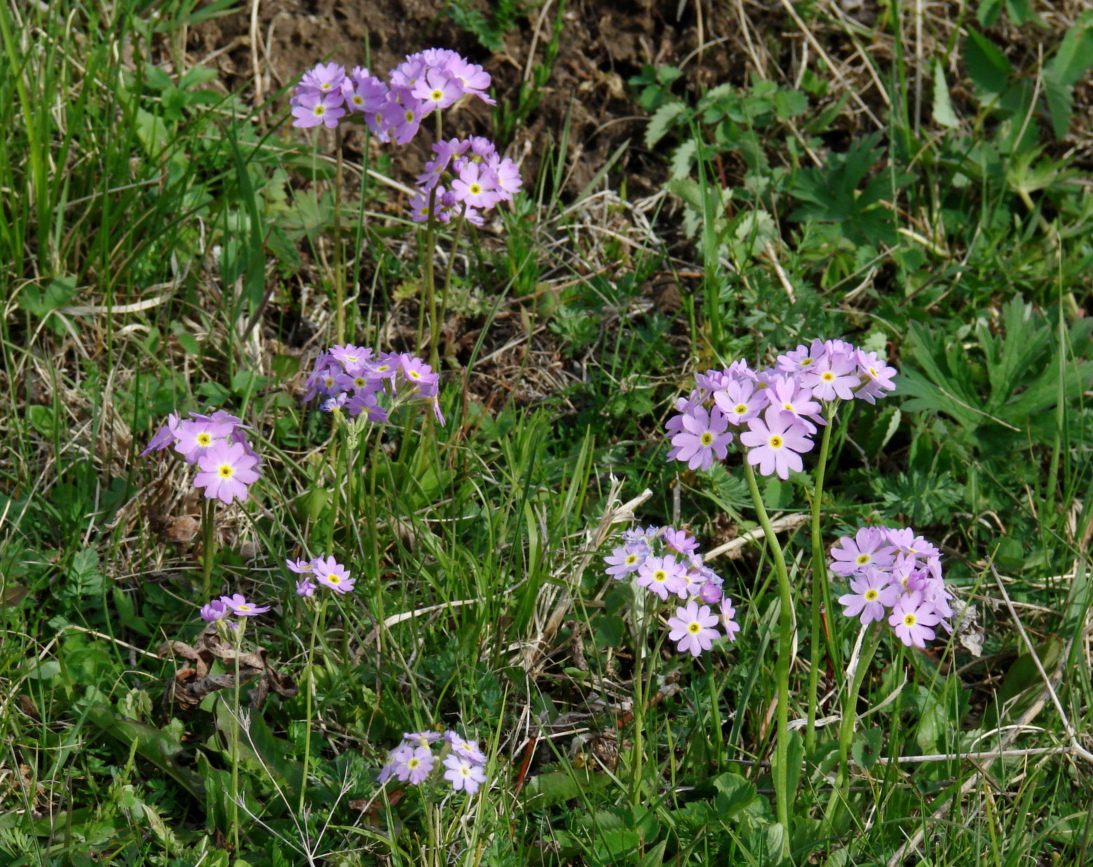 Изображение особи Primula farinosa.