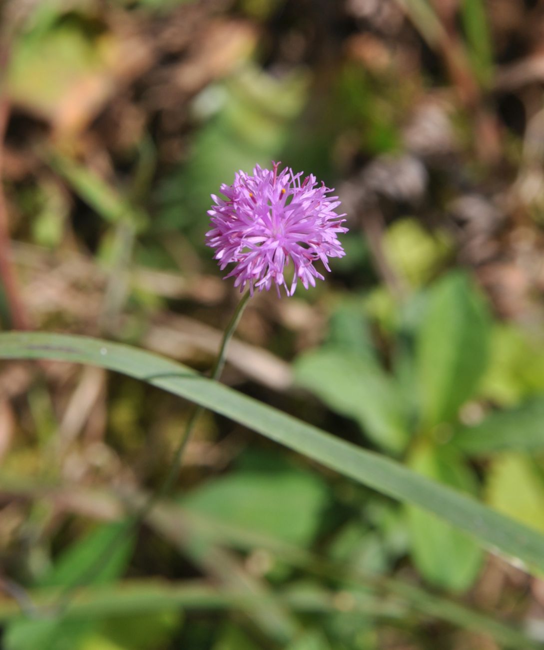 Изображение особи семейство Asteraceae.