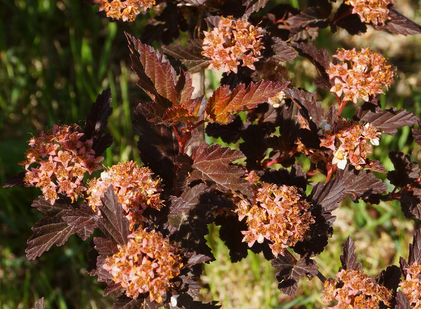 Image of Physocarpus opulifolius specimen.