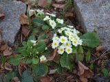 Primula vulgaris