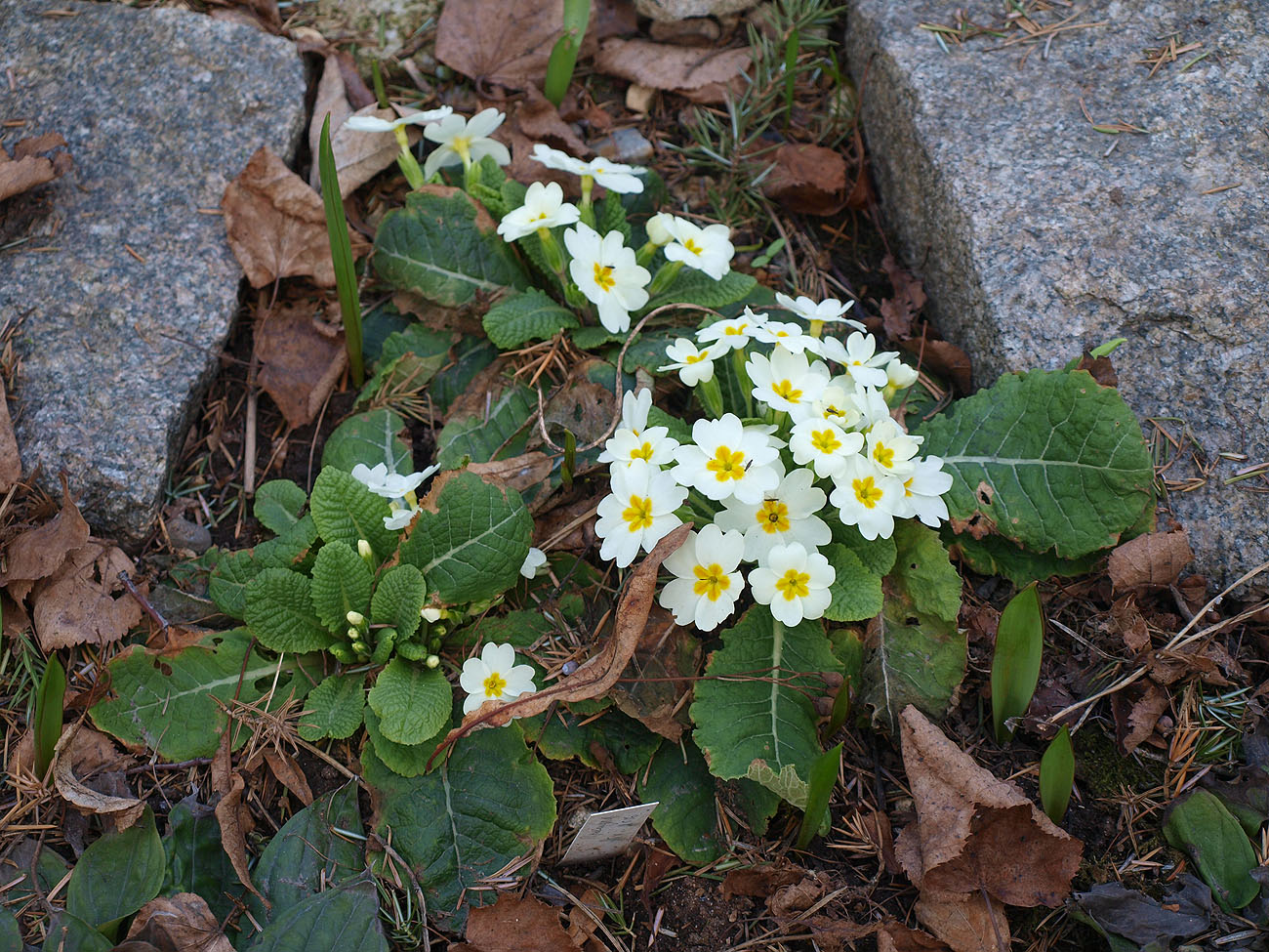 Image of Primula vulgaris specimen.