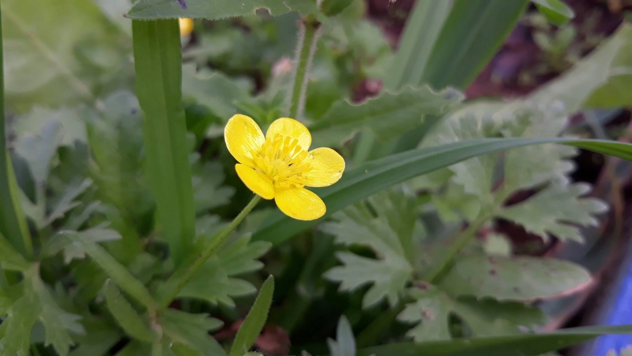 Изображение особи Ranunculus scandicinus.