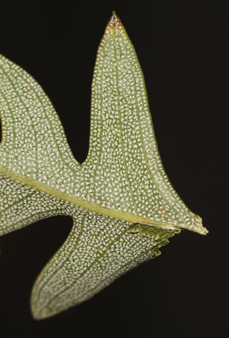 Image of Banksia blechnifolia specimen.