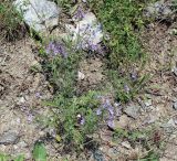 Teucrium orientale