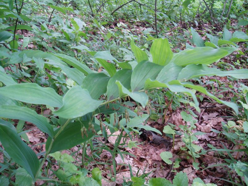 Изображение особи Polygonatum multiflorum.