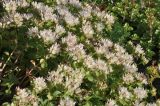 Sedum oppositifolium. Верхушки цветущих растений с кормящимися пчёлами. Грузия, Казбегский муниципалитет, долина руч. Чаухицхали, окр. c. Джута, ≈ 2300 м н.у.м, луг с выходами скальных пород. 31.07.2018.