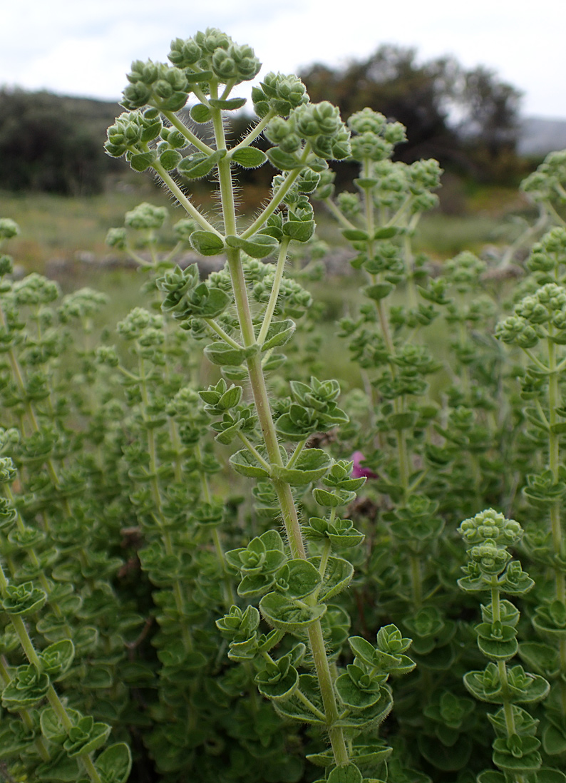 Image of Origanum onites specimen.