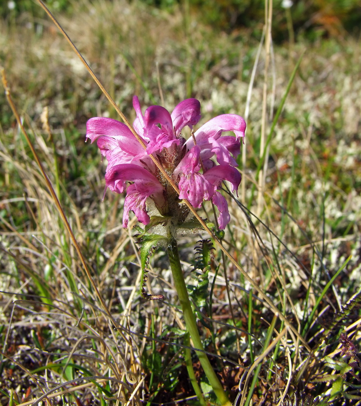 Image of Pedicularis interioroides specimen.