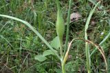 Allium oschaninii