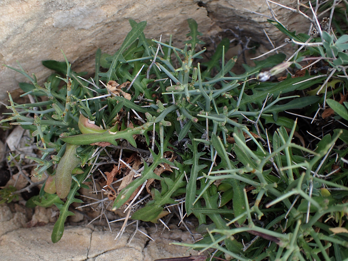 Image of Cichorium spinosum specimen.