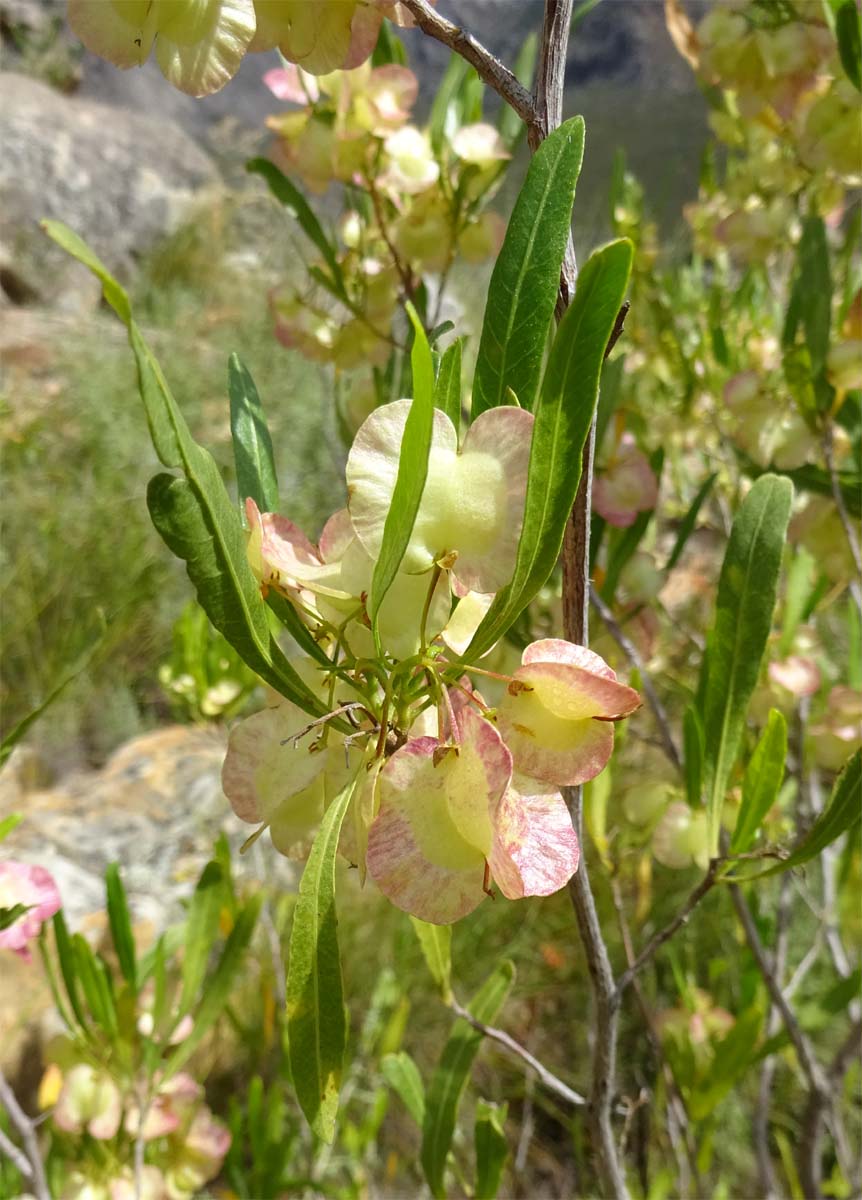 Image of Dodonaea viscosa specimen.