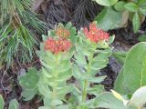 Rhodiola integrifolia